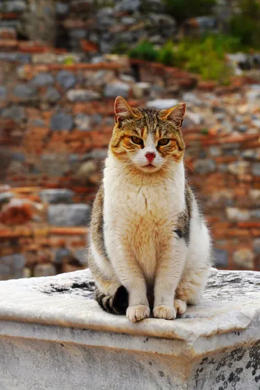 Reception desk of Ephesus Tabby and white cat sitting upright on a marble block in Ephesus