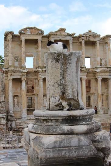 Duplex with a library view Two cats resting on a column pedestal in front of the Library of Celsus in Ephesus