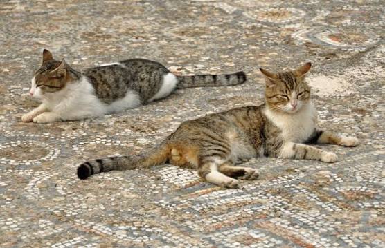 Halftime on the mosaic Two tabby cats relaxing on an ancient Roman mosaic floor in Ephesus