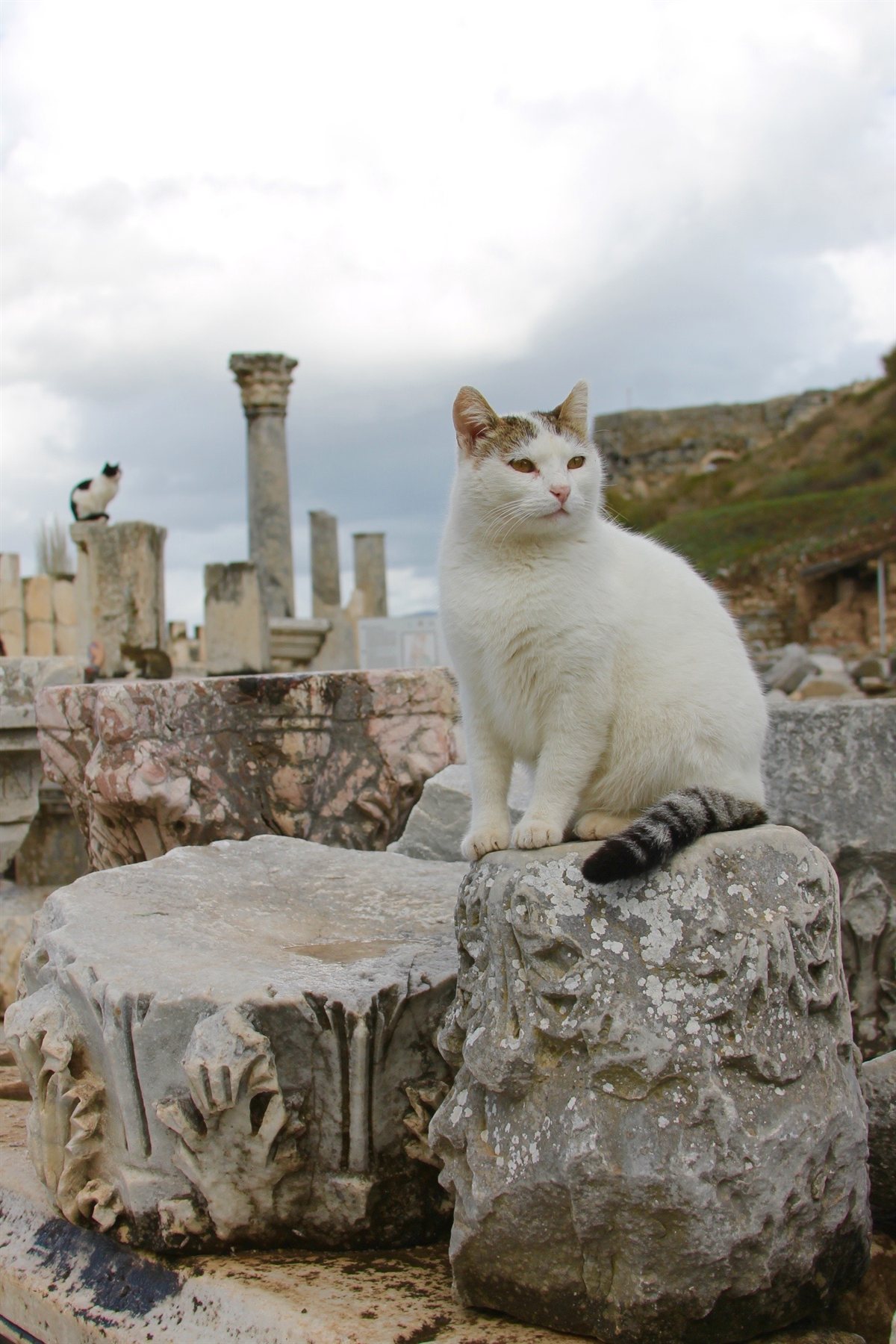White cat walking through the ruins of Ephesus