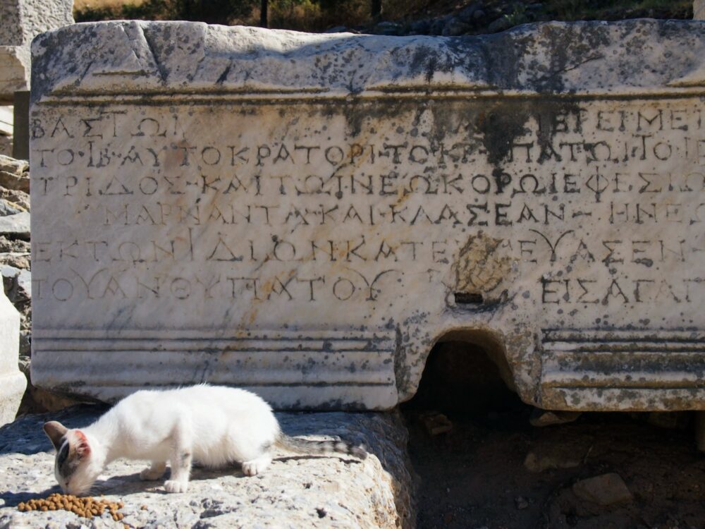 Refueling station White kitten eating cat food in front of a large Greek inscription in Ephesus