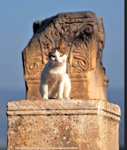 The intern's first portrait White kitten standing on a marble pedestal in front of a carved capital in Ephesus