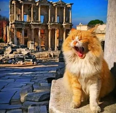 The yawn heard across Ephesus Fluffy ginger cat yawning in front of the Library of Celsus in Ephesus